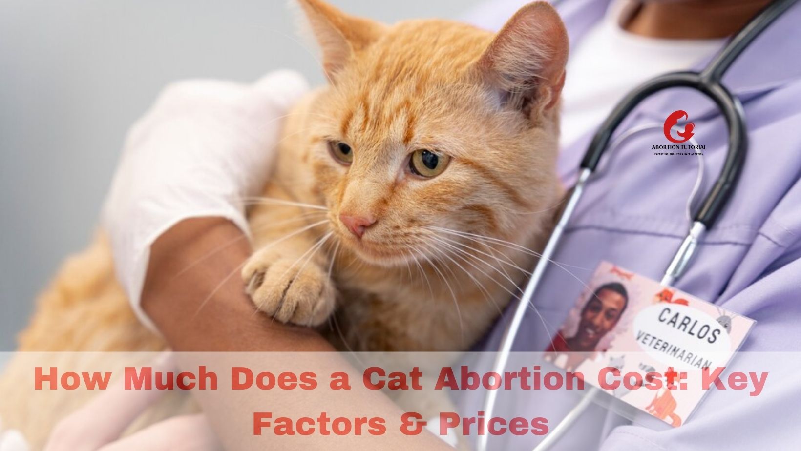 How Much Does a Cat Abortion Cost